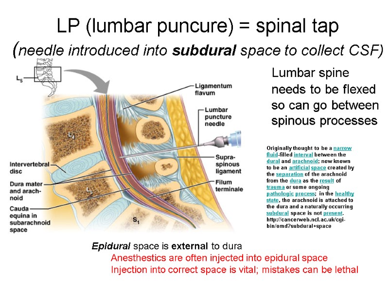 LP (lumbar puncure) = spinal tap (needle introduced into subdural space to collect CSF)